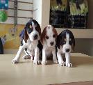 Peluditos De 4 Paticas Beagle Adorables.